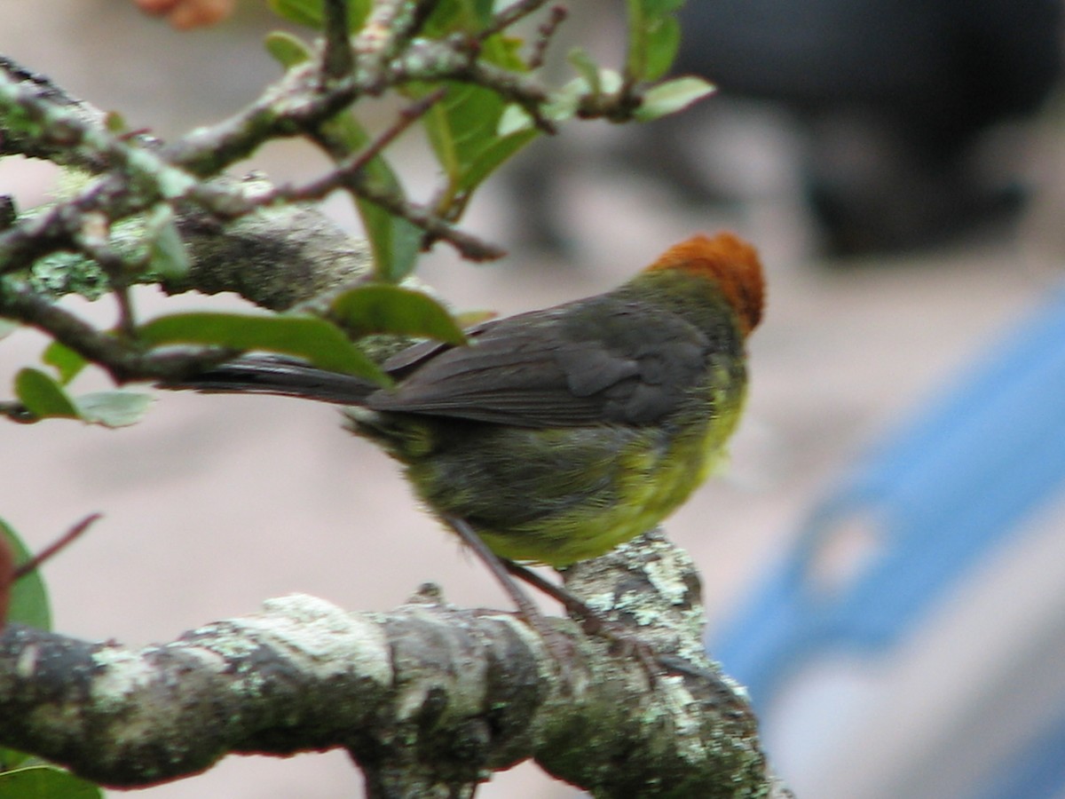 Tepui Brushfinch - ML636736616
