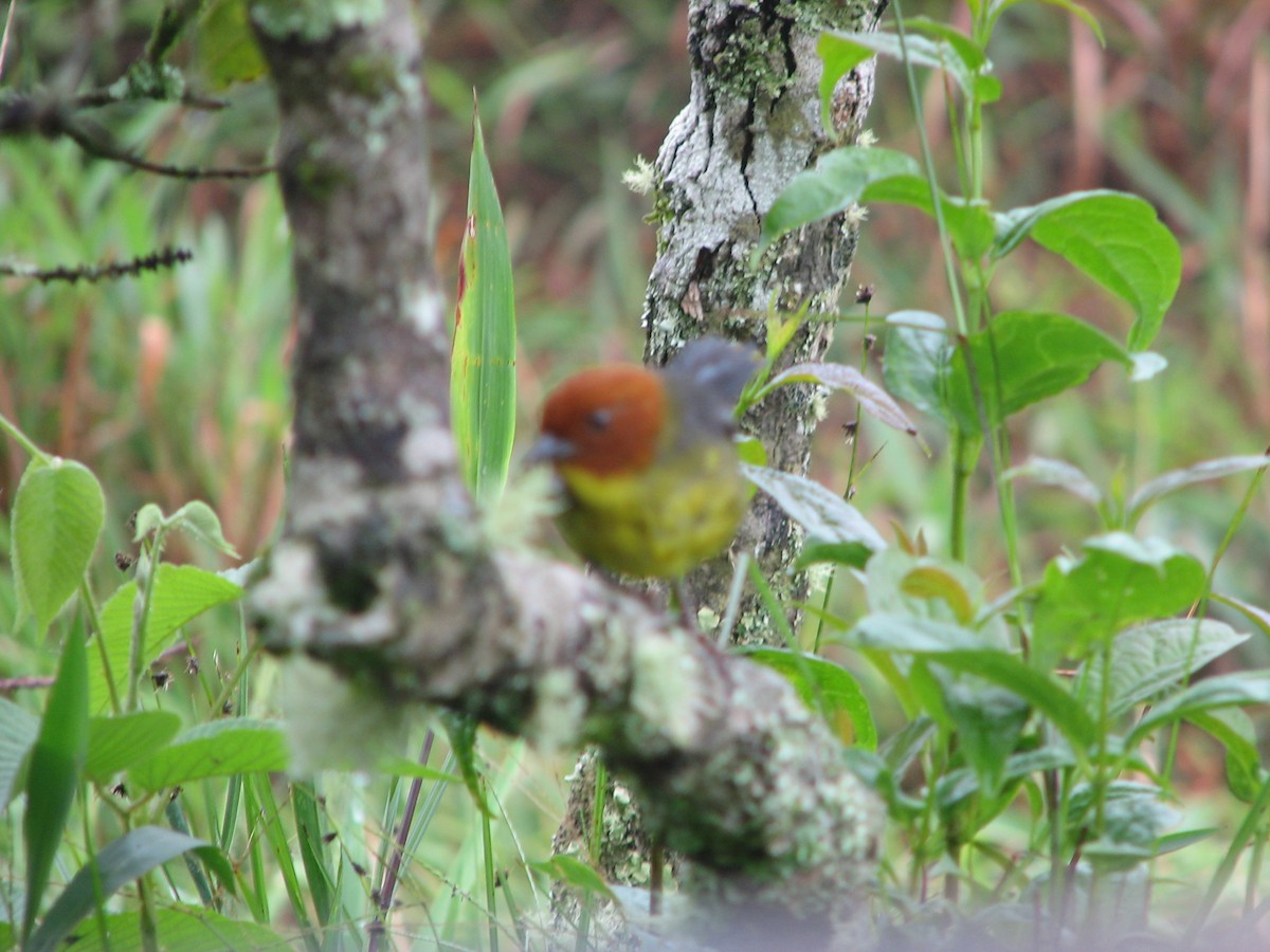 Tepui Brushfinch - ML636736617