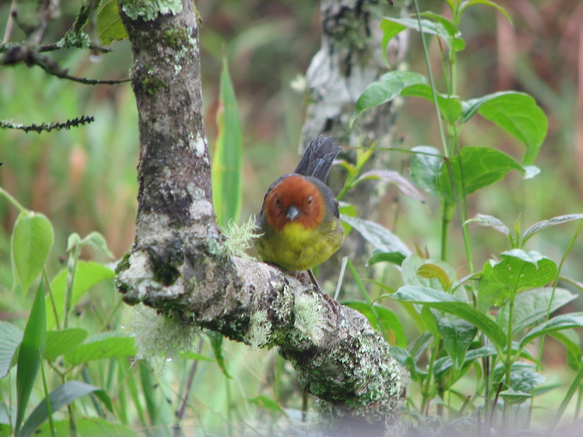 Tepui Brushfinch - ML636736618