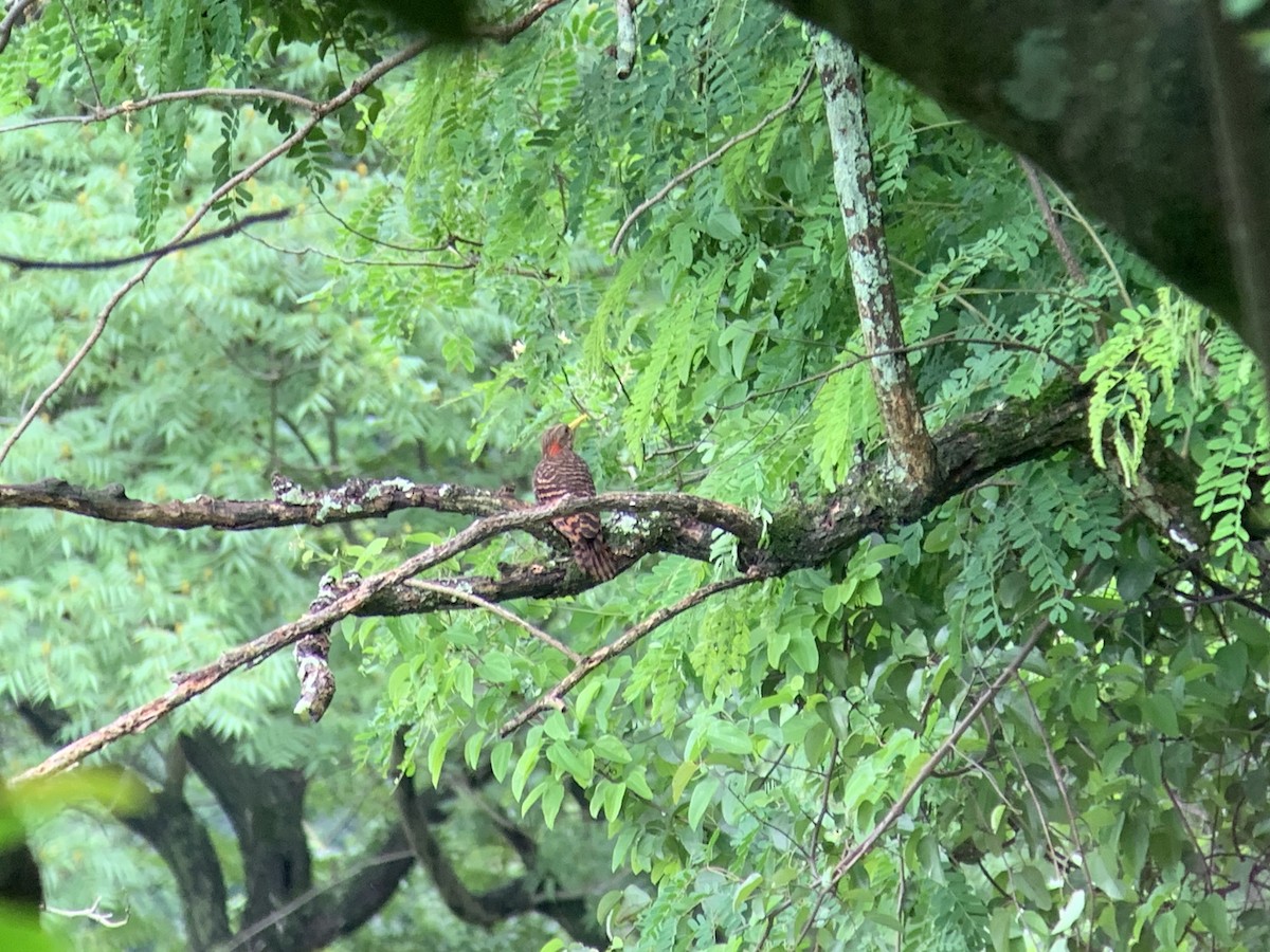 Pic à oreillons rouges - ML636736659