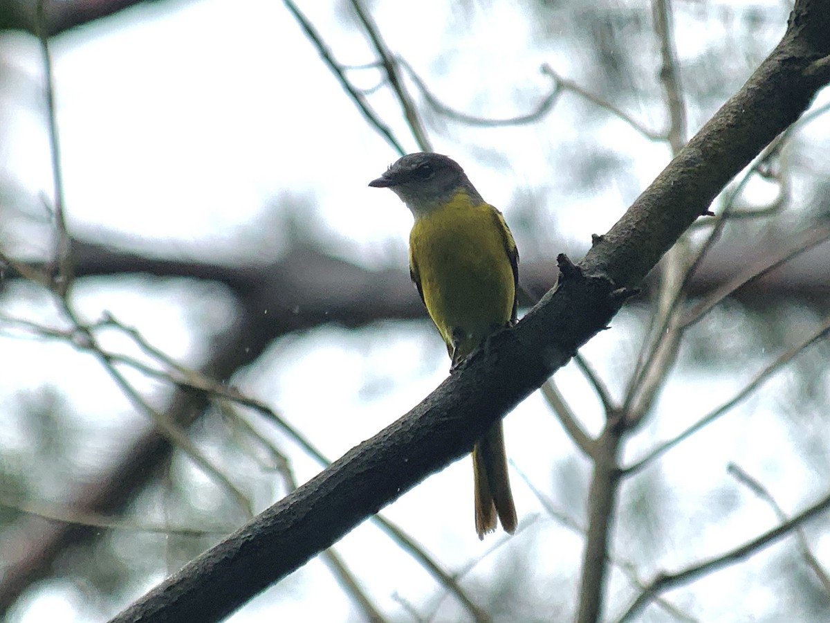 Minivet Gorjigrís - ML636736705