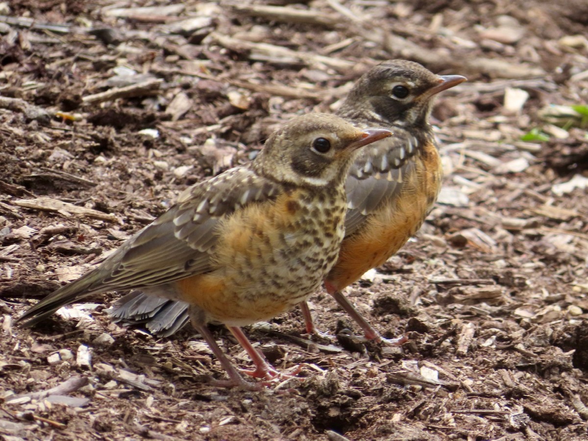 American Robin - ML636736759