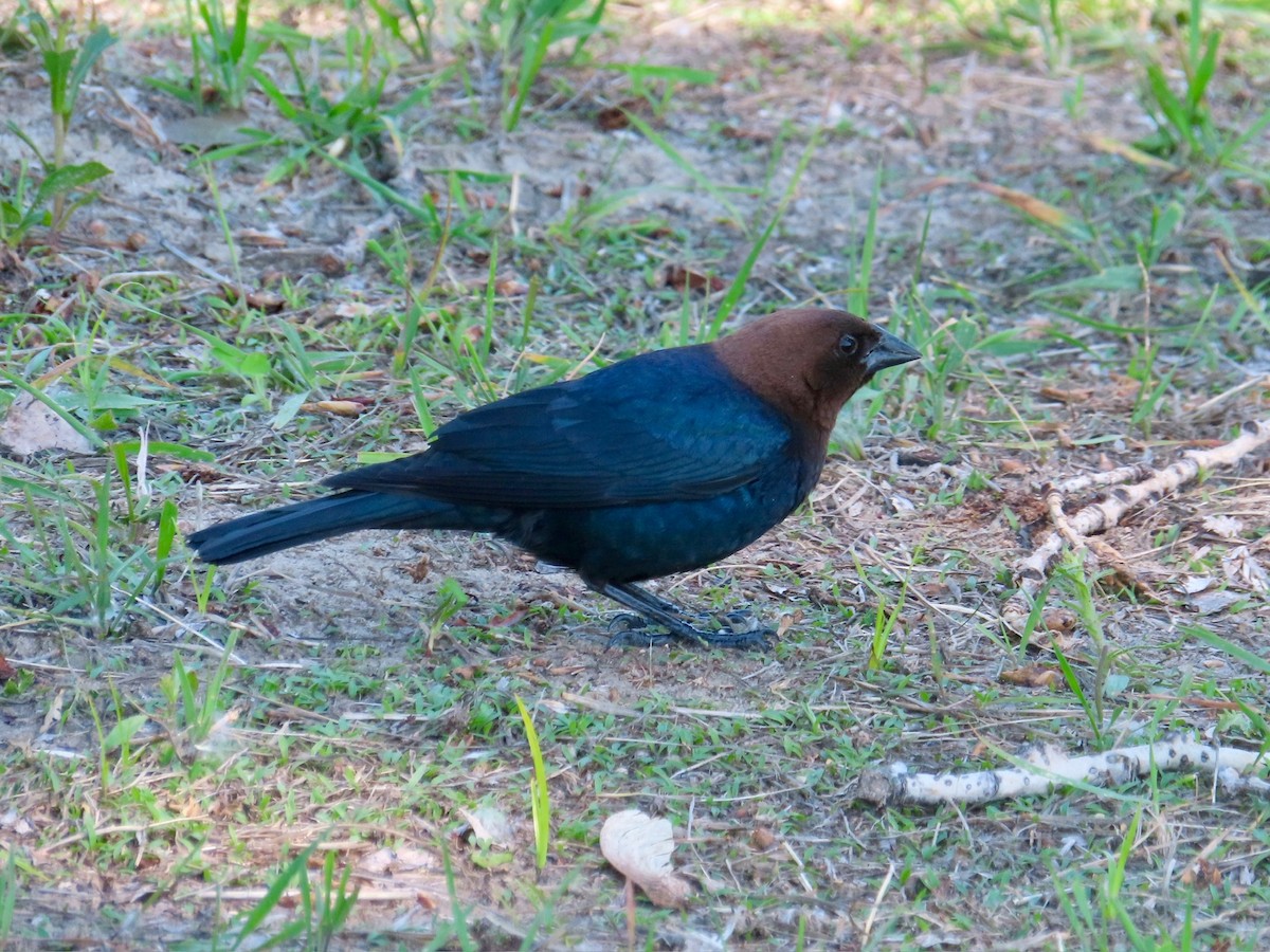 Brown-headed Cowbird - ML636736785