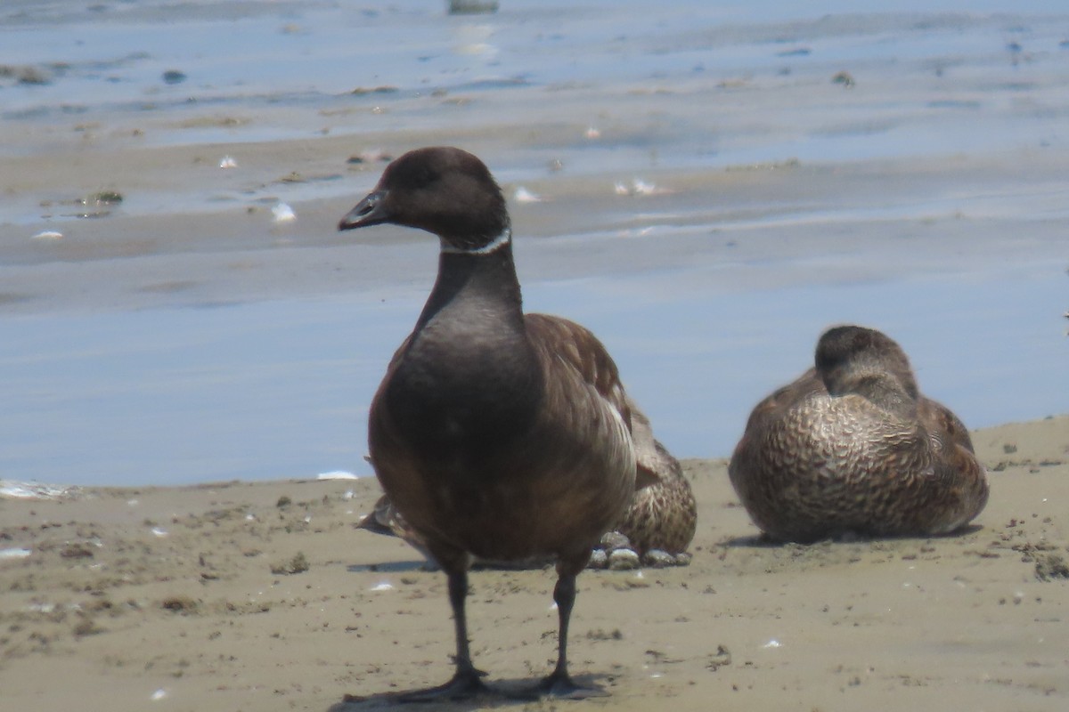 Brant - ML636736793