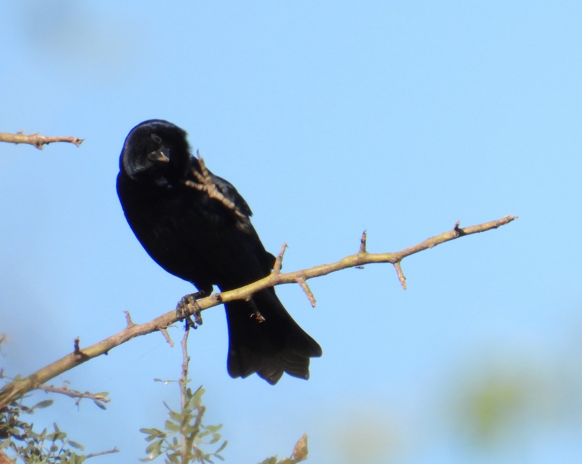 Screaming Cowbird - ML636736810