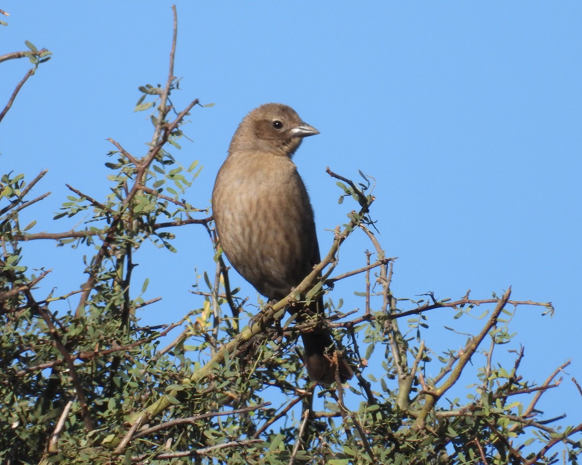 Screaming Cowbird - ML636736819