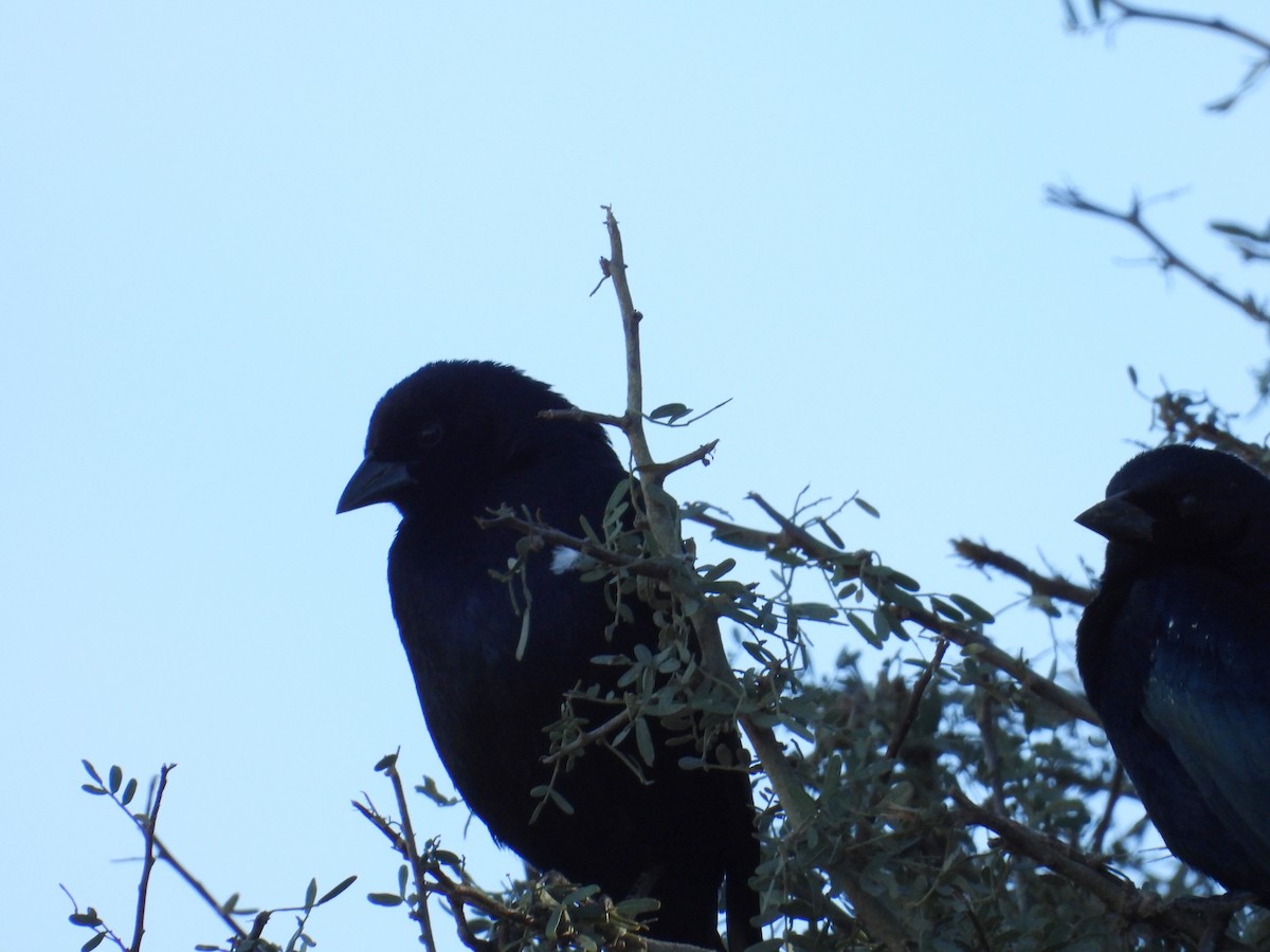 Screaming Cowbird - ML636736853