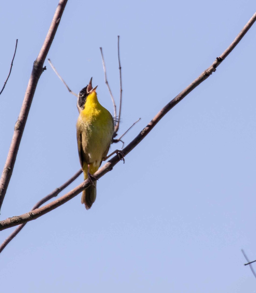 Common Yellowthroat - ML636736854