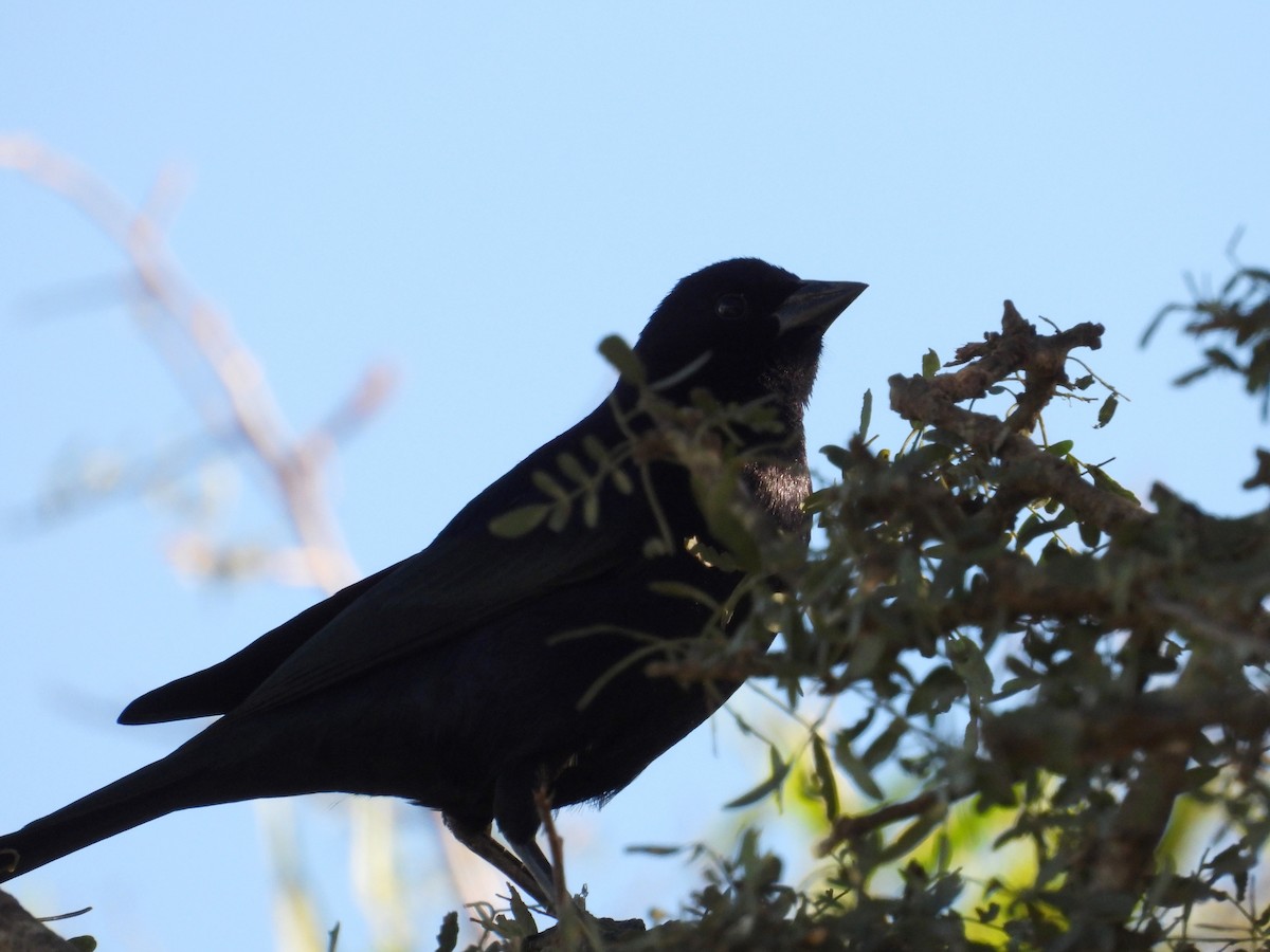 Screaming Cowbird - ML636736877