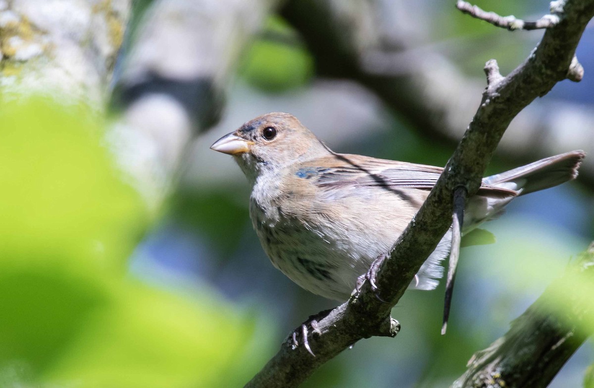 Indigo Bunting - ML636736905