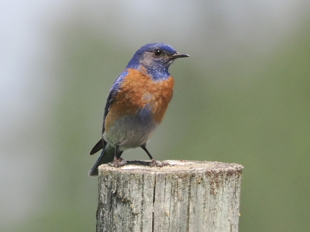 Western Bluebird - ML636736919