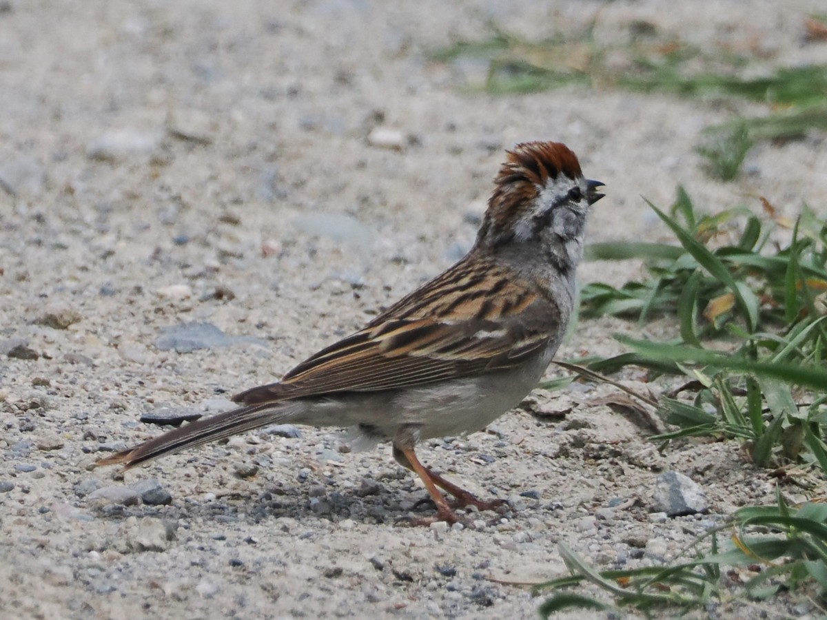 Chipping Sparrow - ML636736942