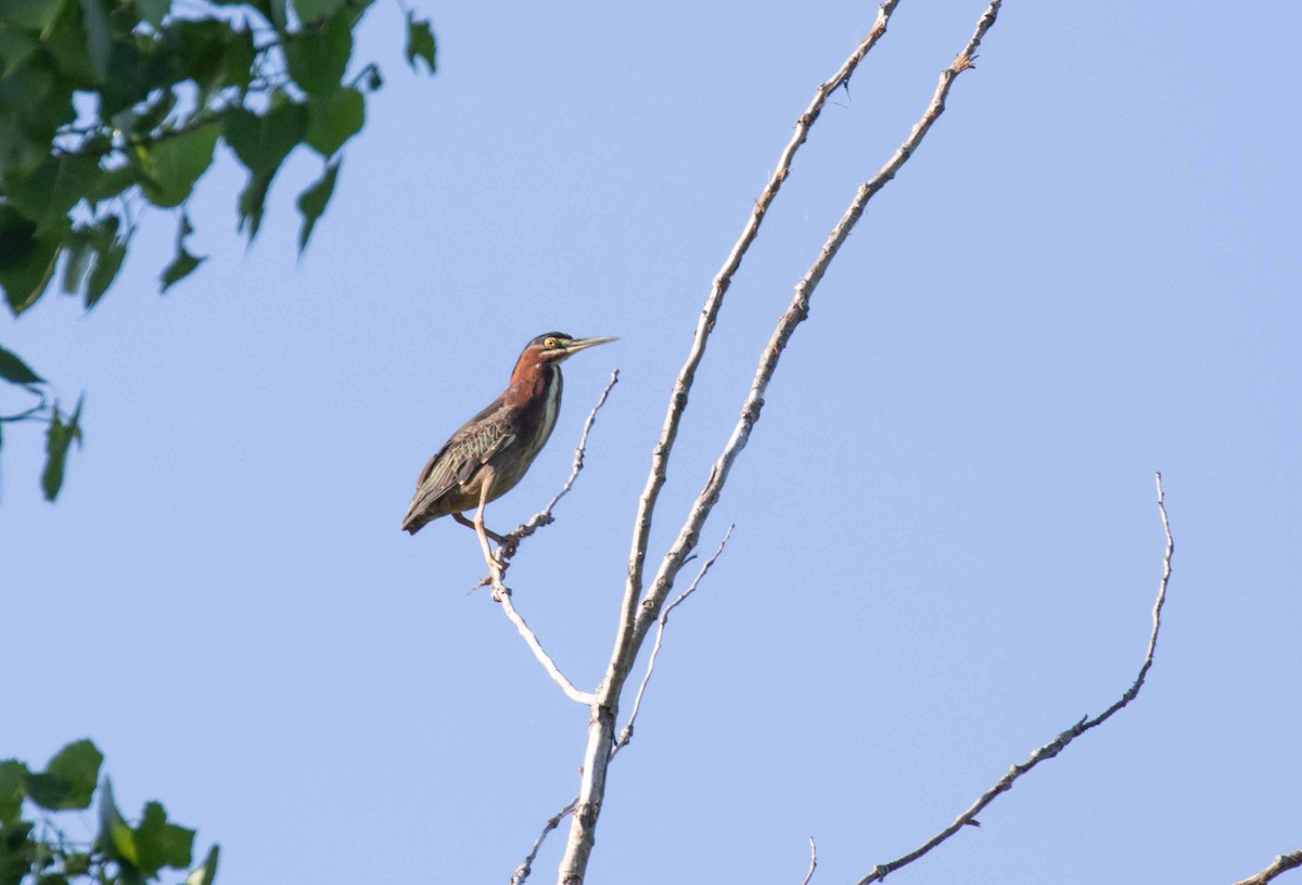 Green Heron - ML636736954