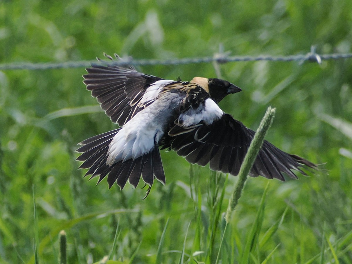 Bobolink - ML636736957