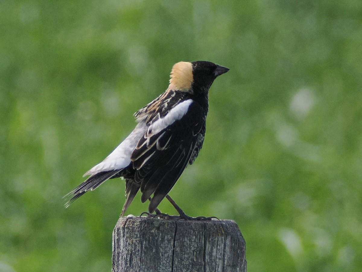 Bobolink - ML636736973