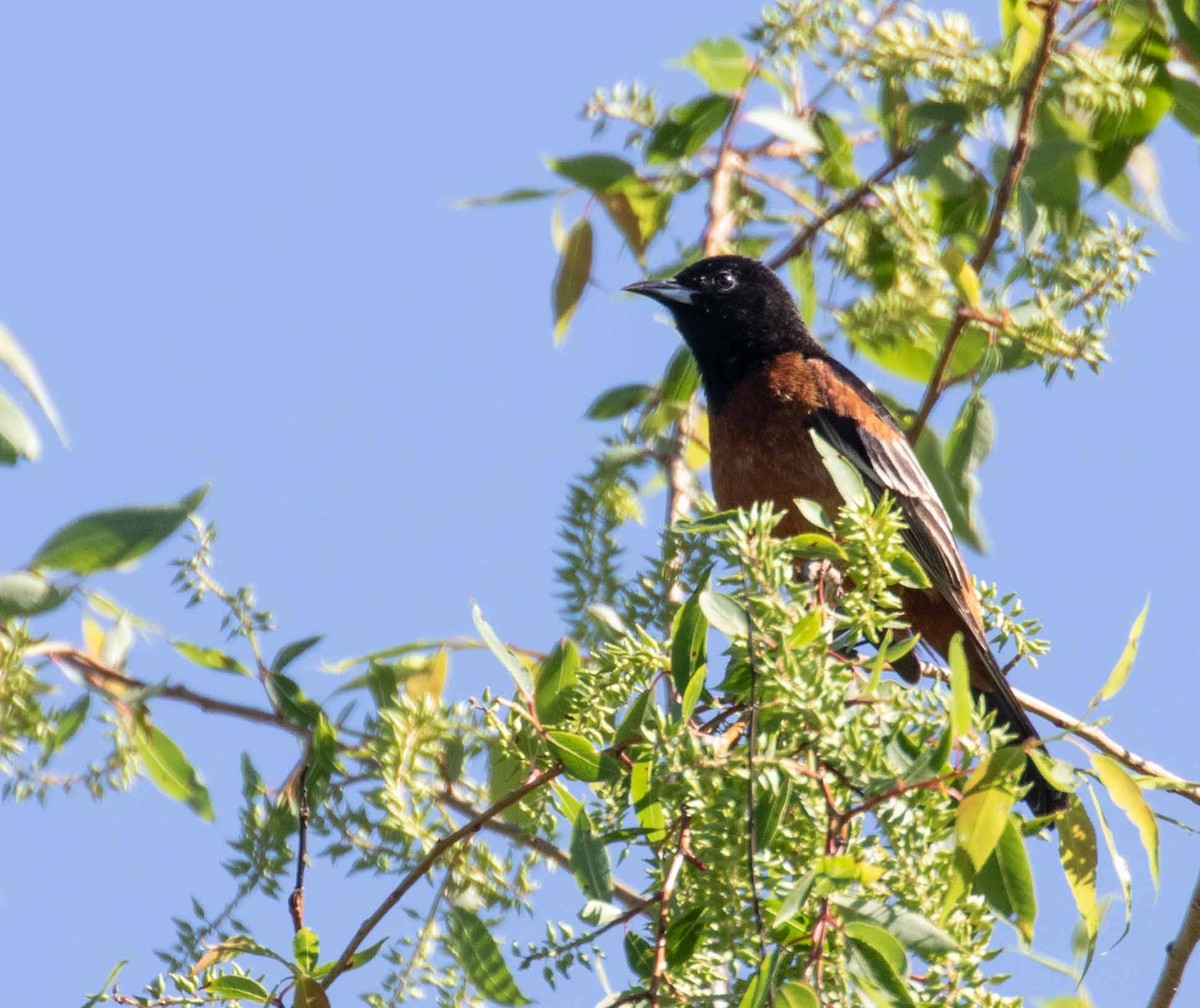Orchard Oriole - ML636736978