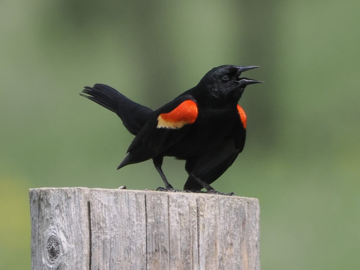 Red-winged Blackbird - ML636736988