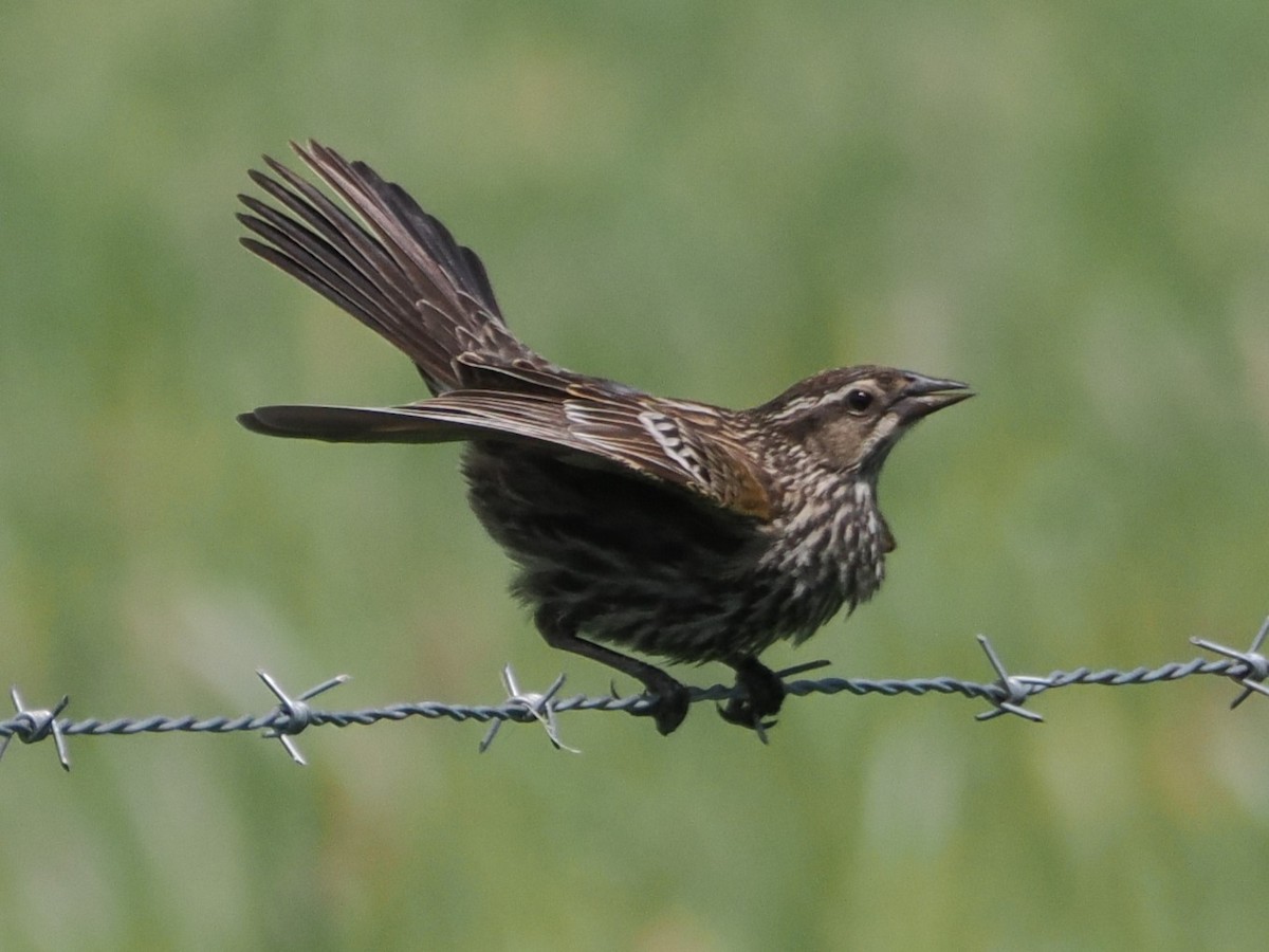 Red-winged Blackbird - ML636737009