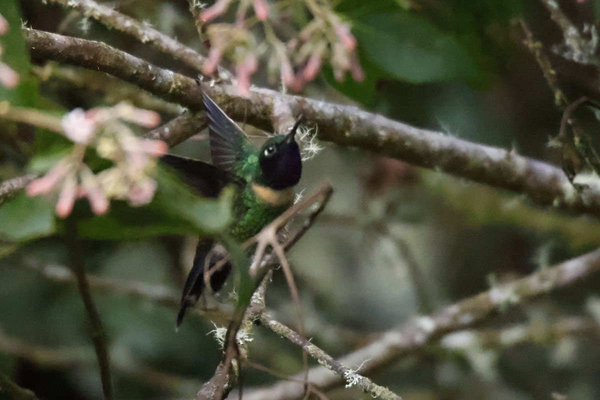 Amethyst-throated Sunangel - ML636737012