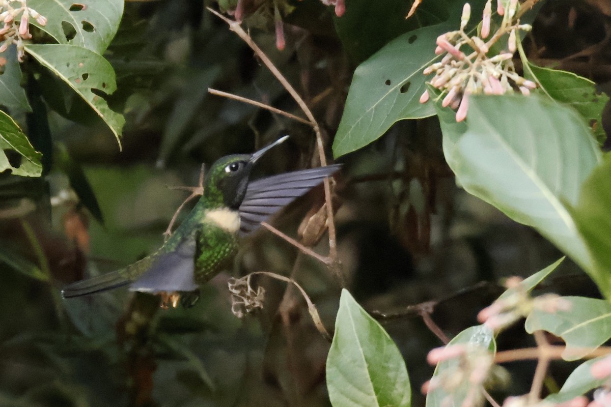 Amethyst-throated Sunangel - ML636737046