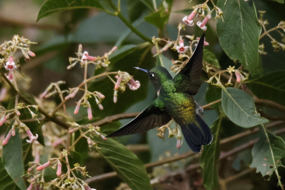 Amethyst-throated Sunangel - ML636737048