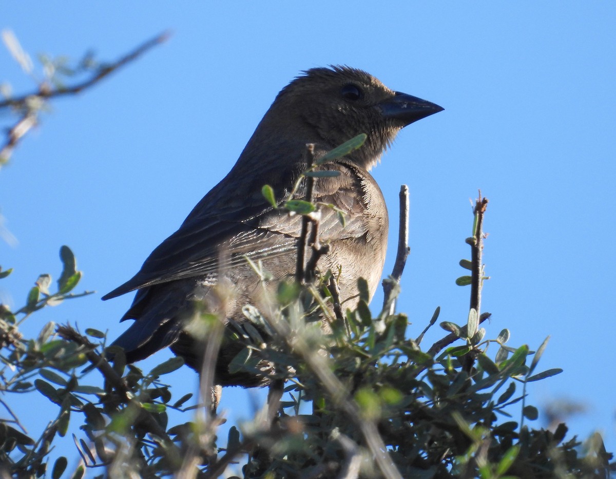 Screaming Cowbird - ML636737102