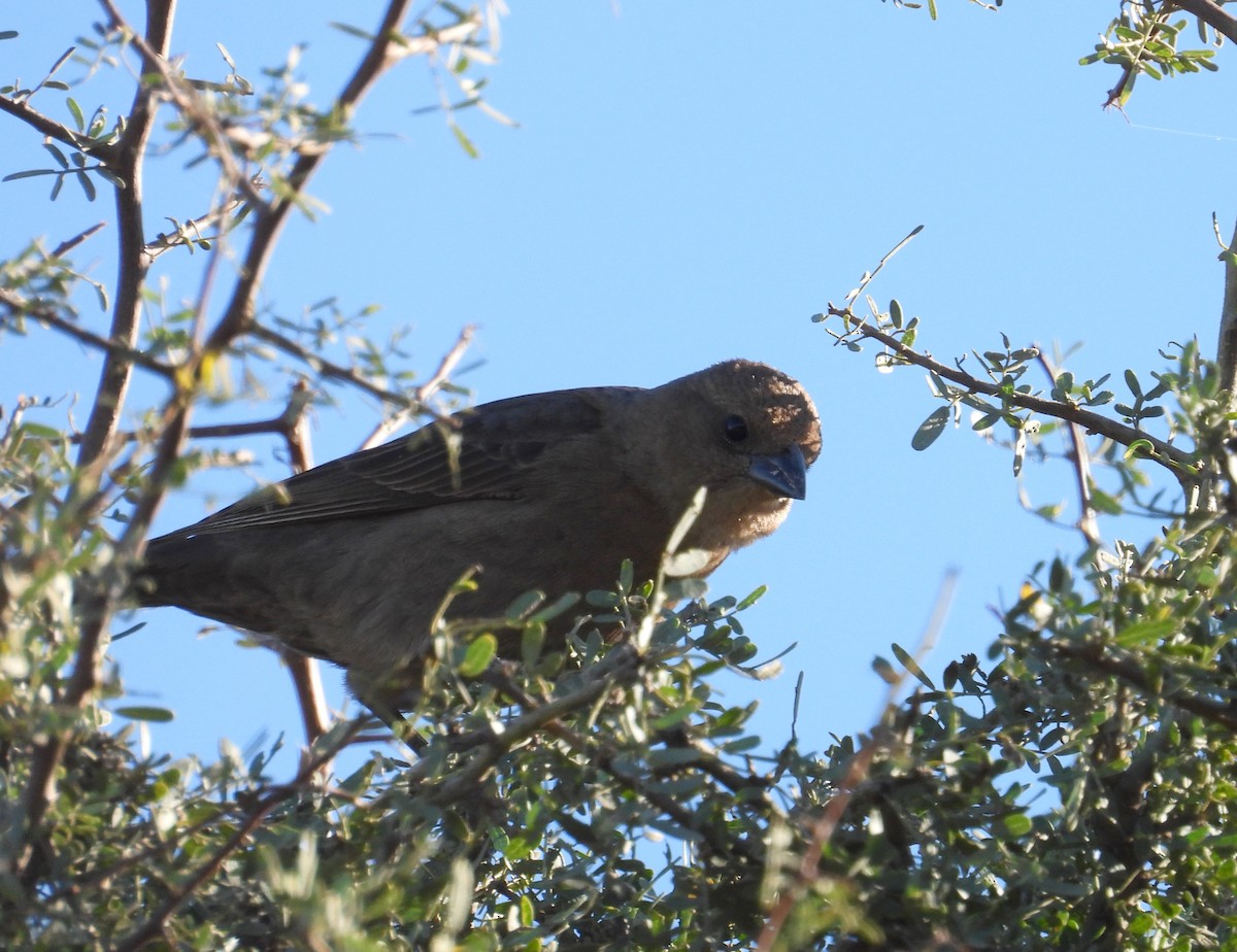 Screaming Cowbird - ML636737185
