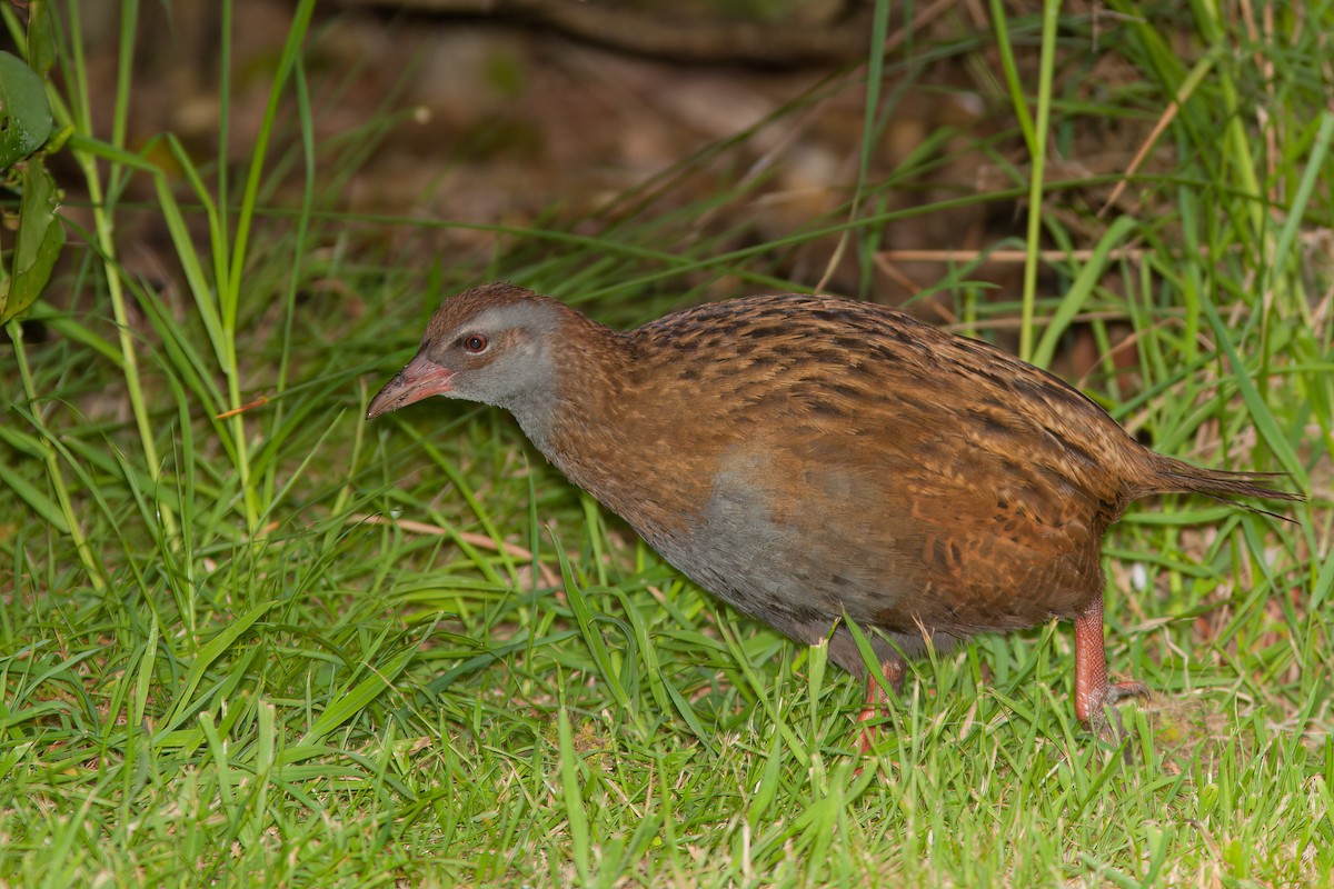 Weka - ML636737243