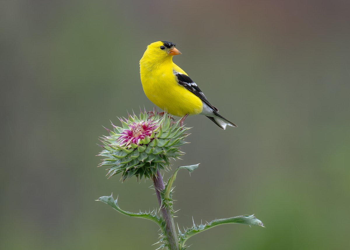 American Goldfinch - ML636737296