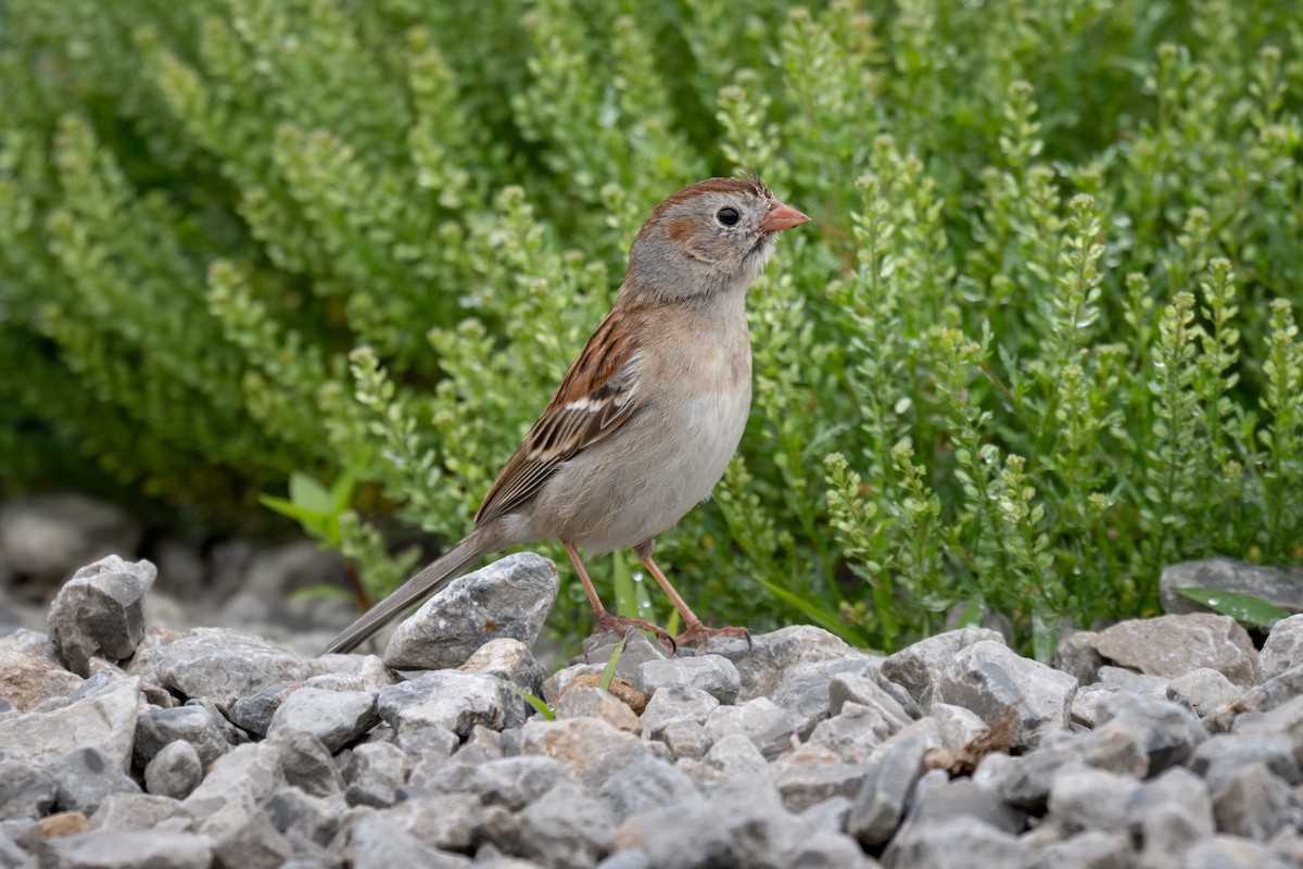 Field Sparrow - ML636737304