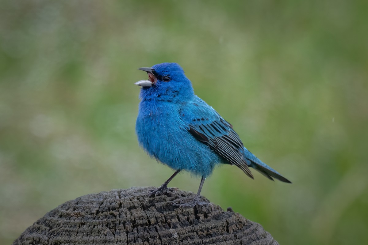 Indigo Bunting - ML636737309