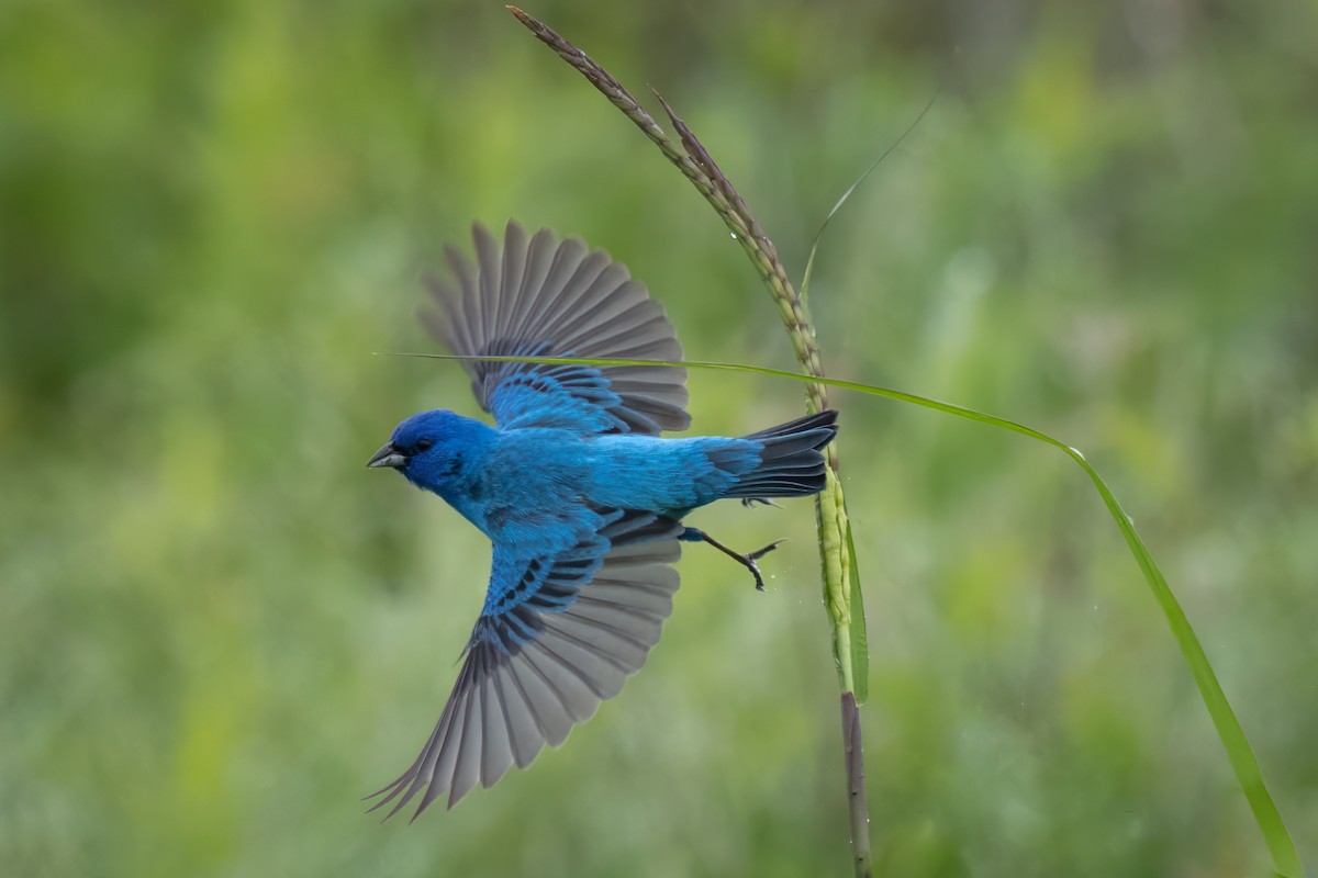 Indigo Bunting - ML636737310
