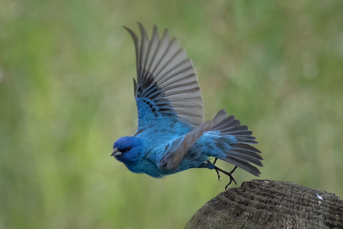 Indigo Bunting - ML636737311