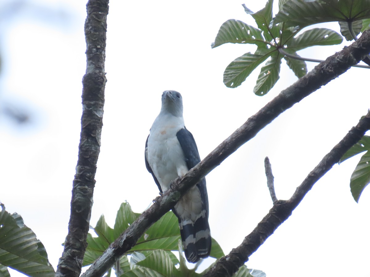 Gray-headed Kite - ML636737322