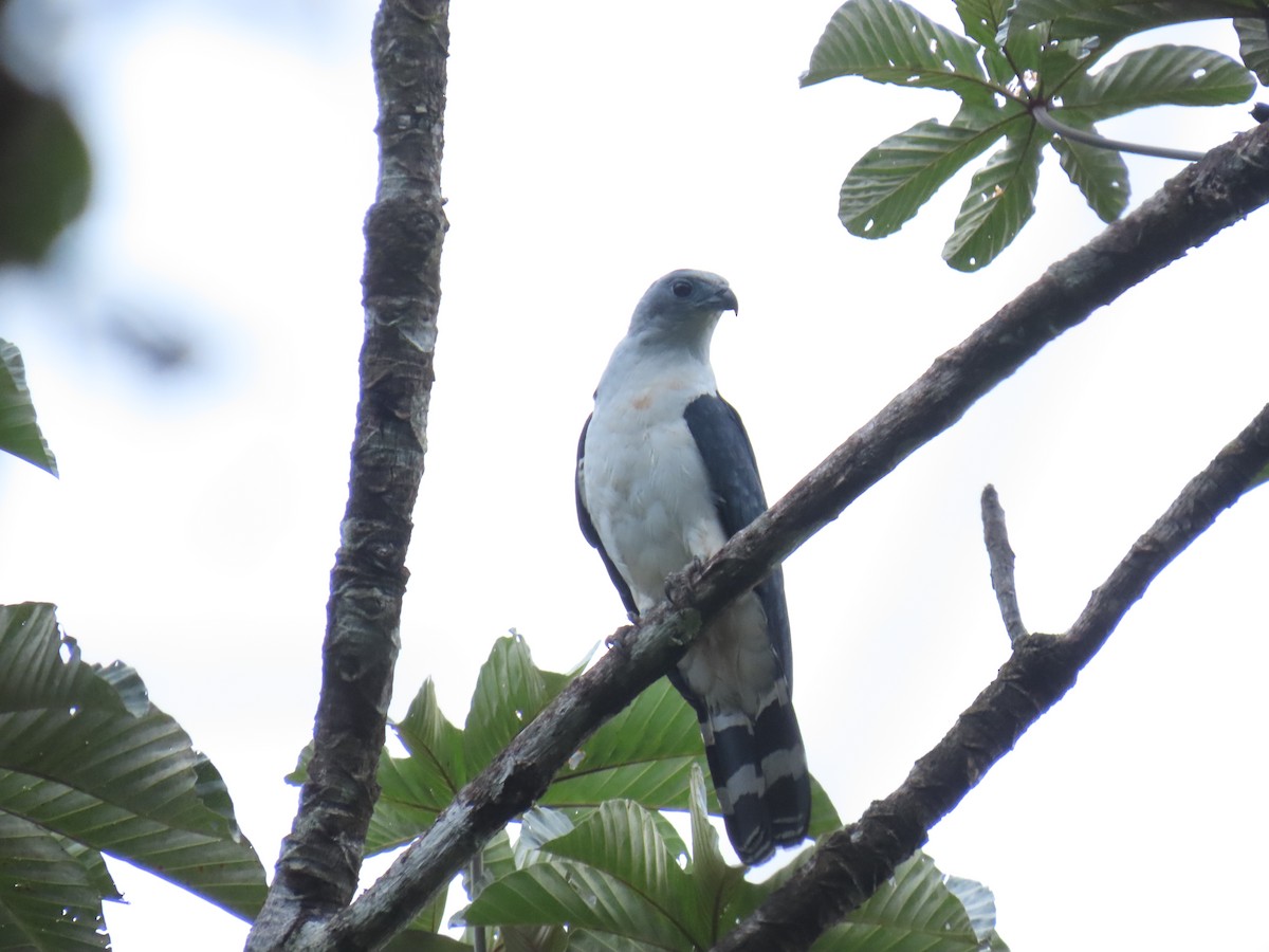 Gray-headed Kite - ML636737323