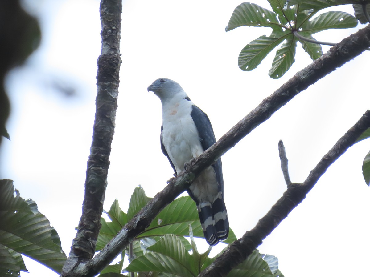 Gray-headed Kite - ML636737324
