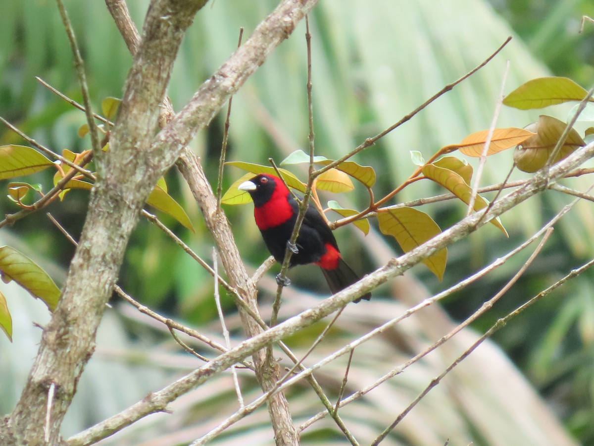 Crimson-collared Tanager - ML636737359