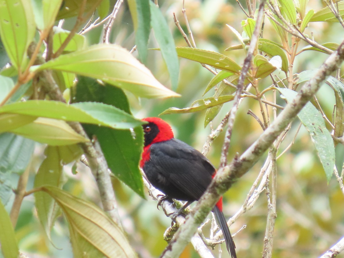 Crimson-collared Tanager - ML636737360