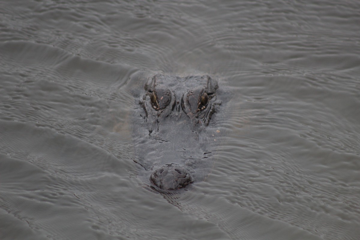 American Alligator - ML636737379