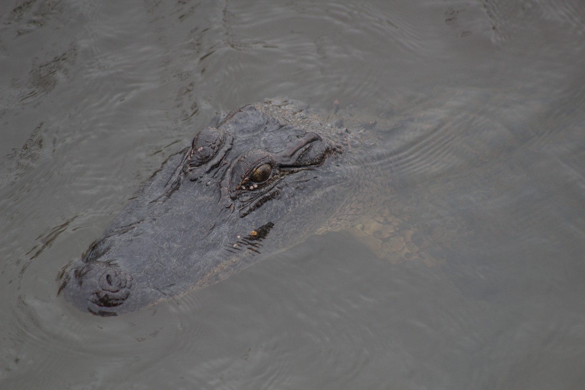 American Alligator - ML636737380
