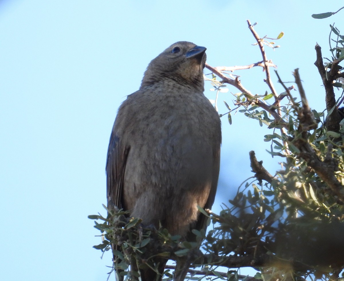 Screaming Cowbird - ML636737392