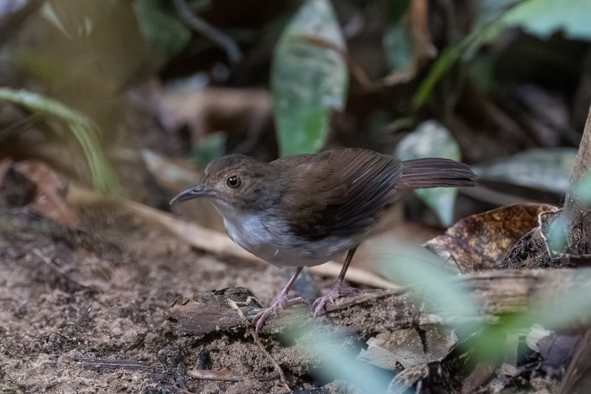 White-chested Babbler - ML636737478