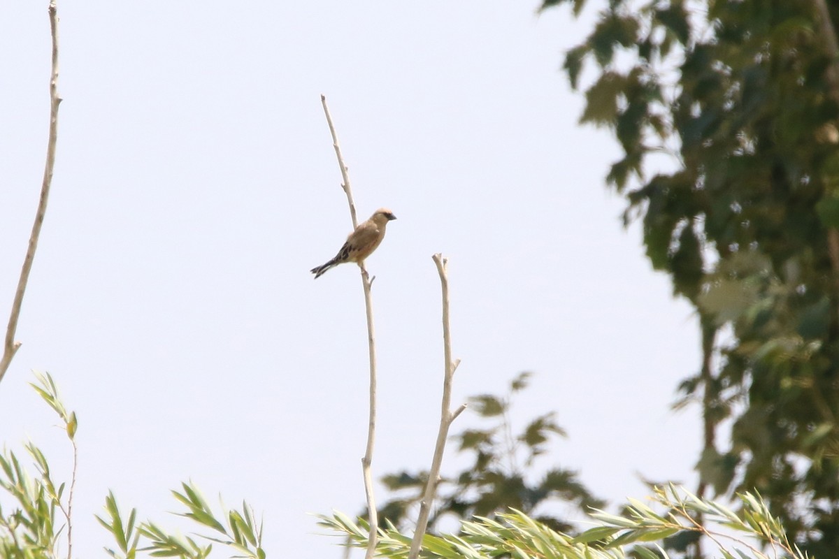 Desert Finch - ML636737483