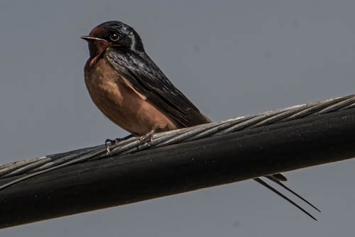 Barn Swallow - ML636737619