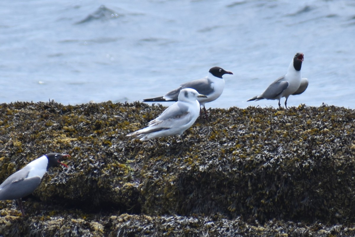 Black-legged Kittiwake - ML636737622