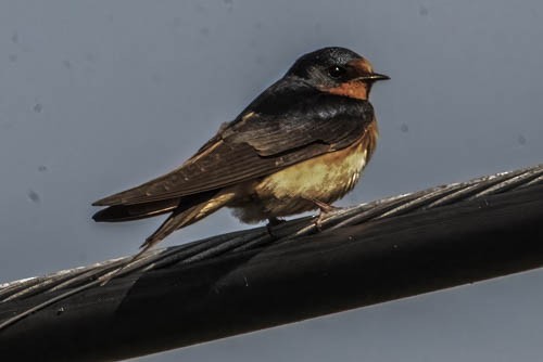 Cliff Swallow - ML636737644