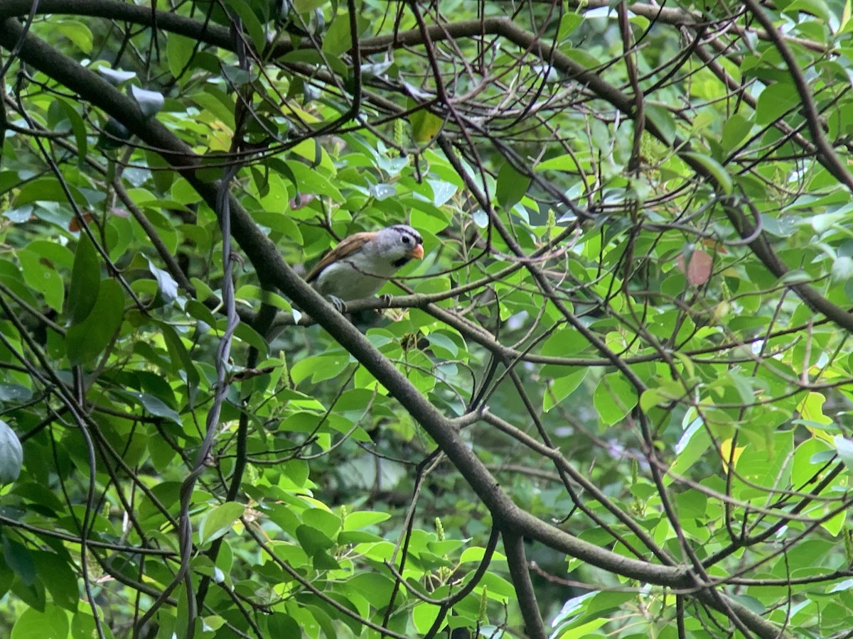 Gray-headed Parrotbill - ML636737645