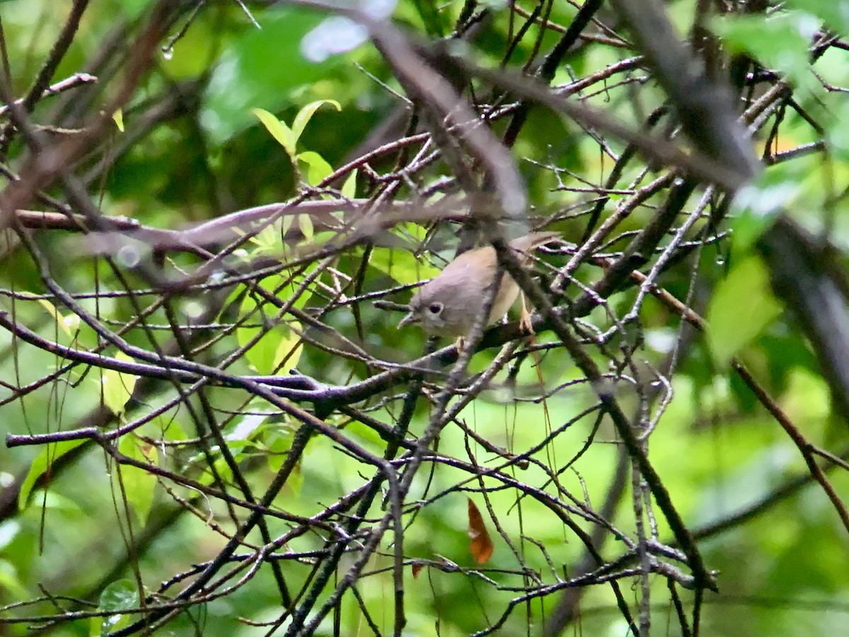 Huet's Fulvetta - ML636737682