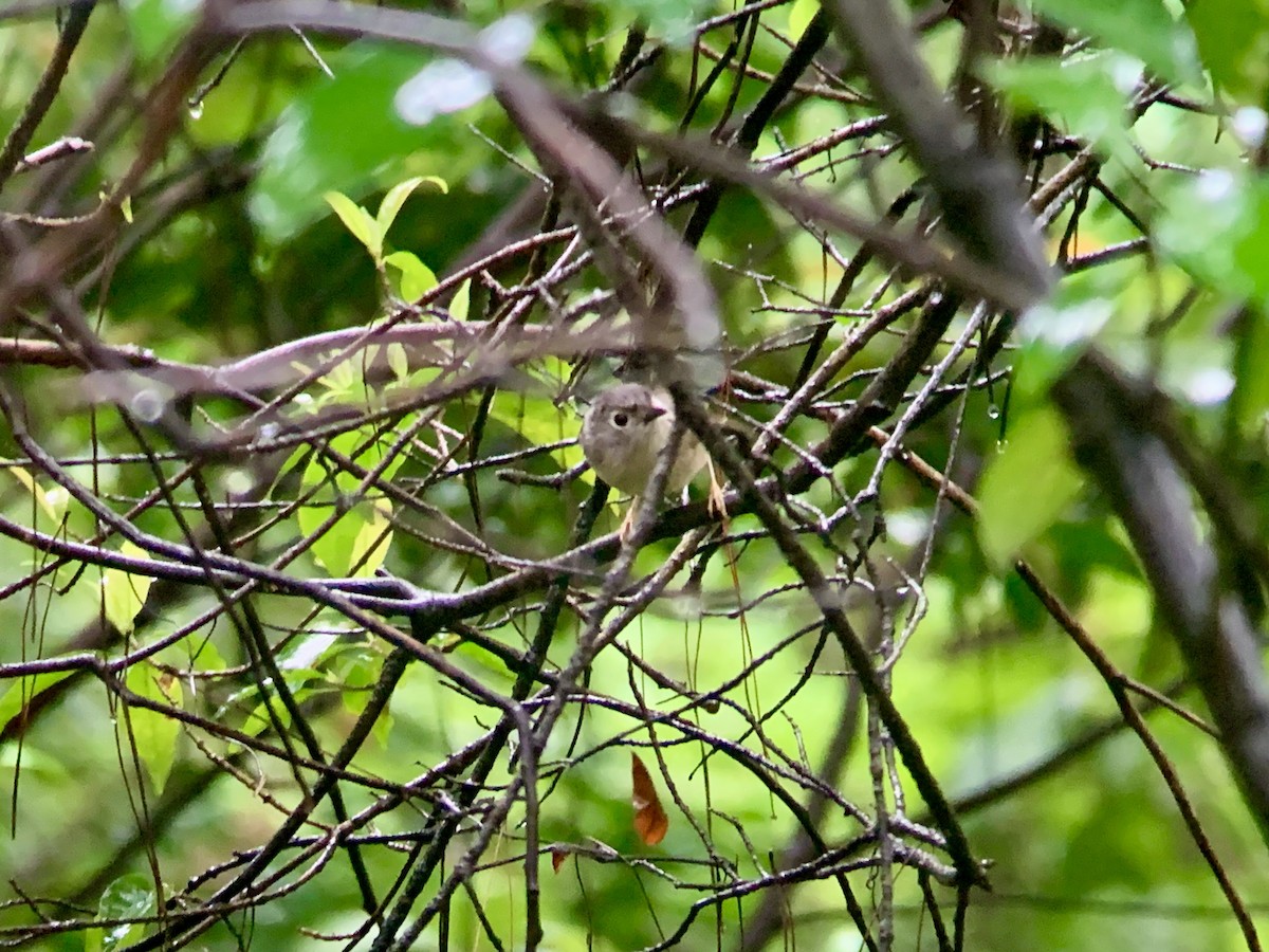 Huet's Fulvetta - ML636737683