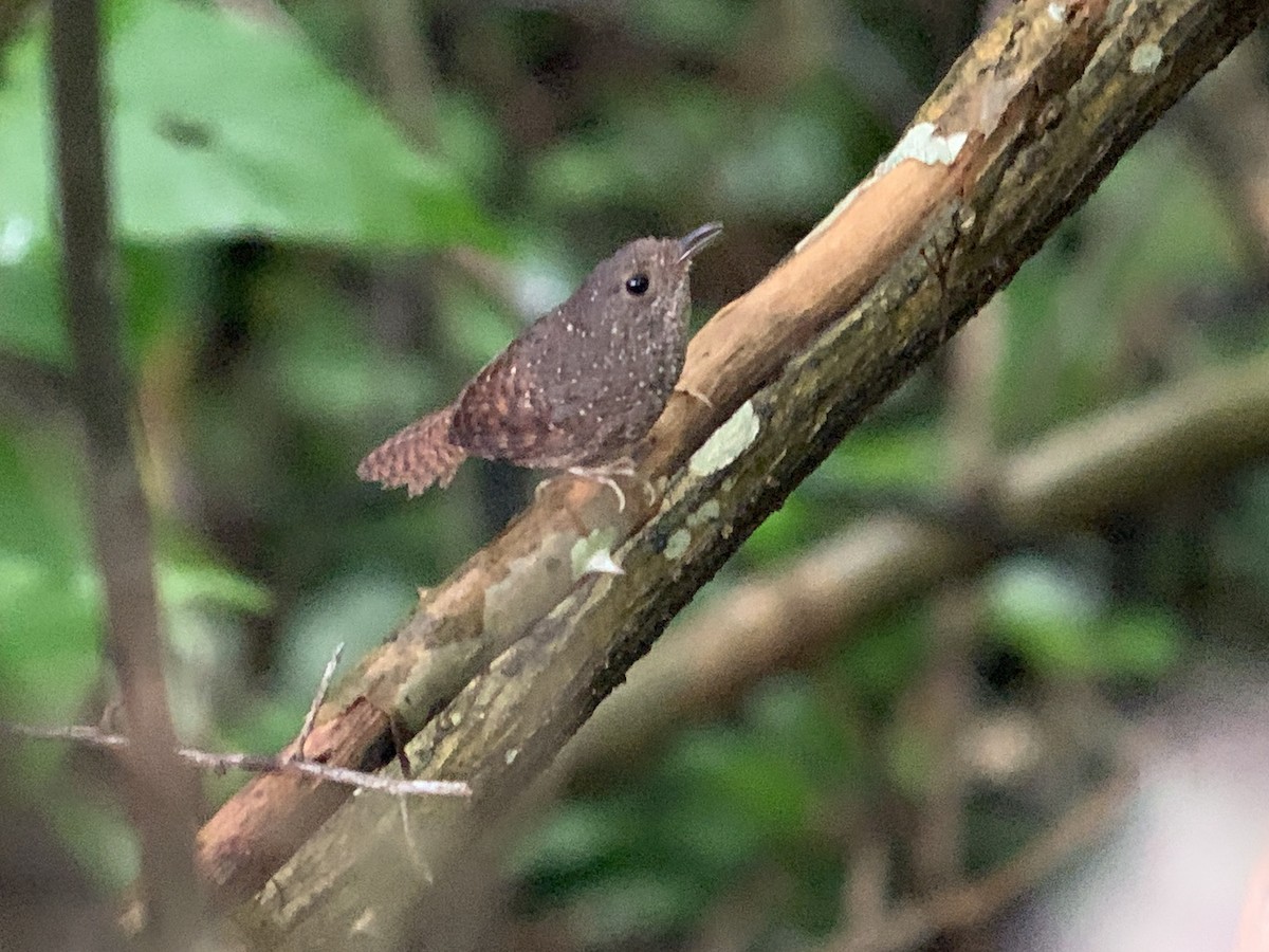 Spotted Elachura - ML636737722